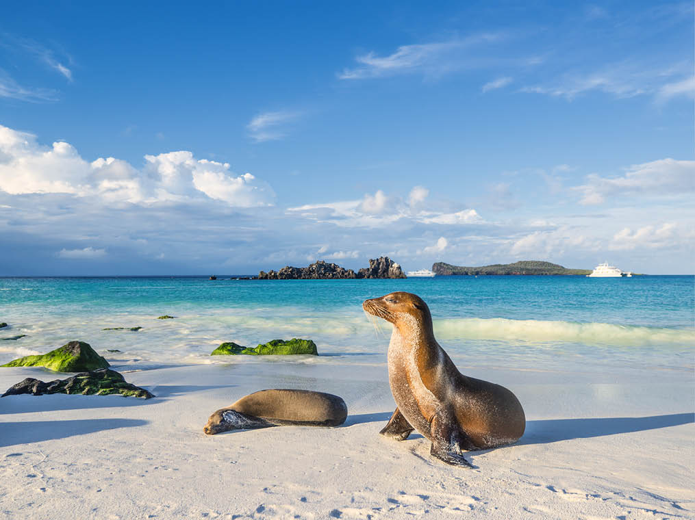 Galapagos sea lions (Zalophus wollebaeki) are sunbathing in the last sunlight at the beach of Espanola island, Galapagos Islands in the Pacific Ocean  This species of sea lion is endemic at the Galapagos islands; In the background one of the typical tourist yachts is visible  Wildlife shot 