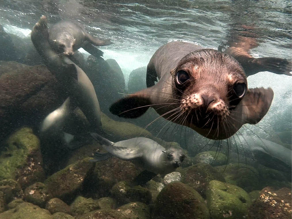 An underwater photo of curious sea lion getting closer and closer to the camera  In Galapagos you can see plenty of sea lions both on the beach and while scuba diving 