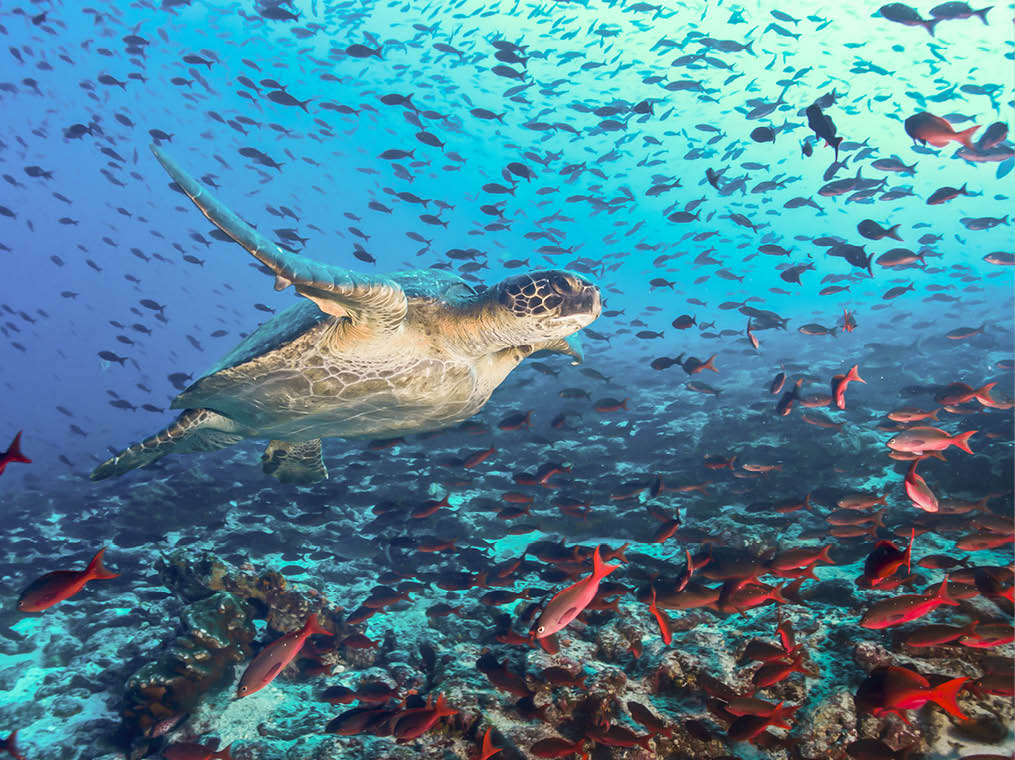 Turtle swimming across a school of fish in Galapagos