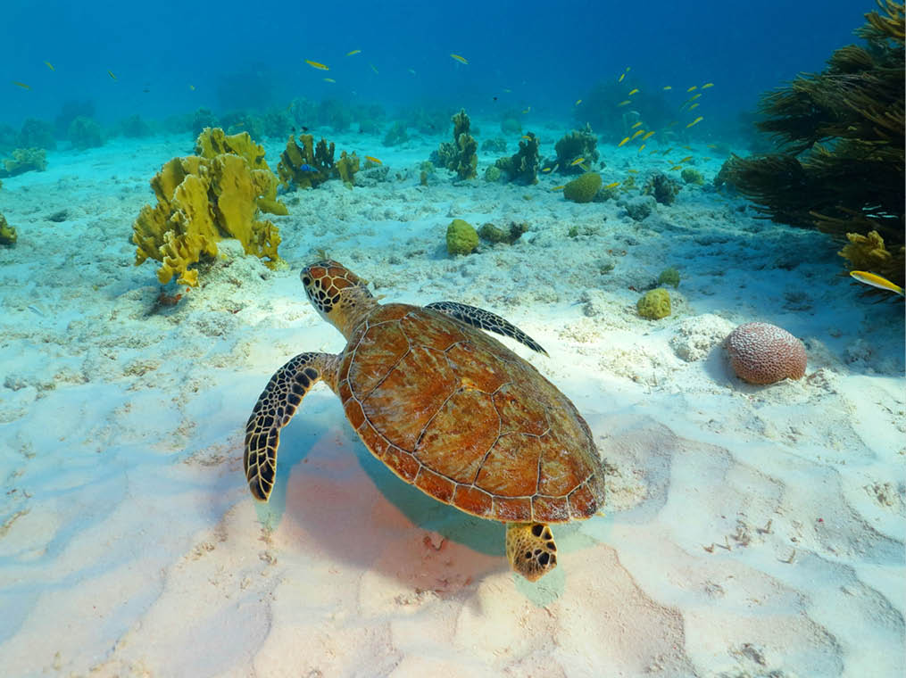 Sea turtle, coral reef and white sandy seabed  Tropical seascape with swimming turtle  Underwater picture from snorkeling with the sea turtles  Marine animal, tortoise and corals 