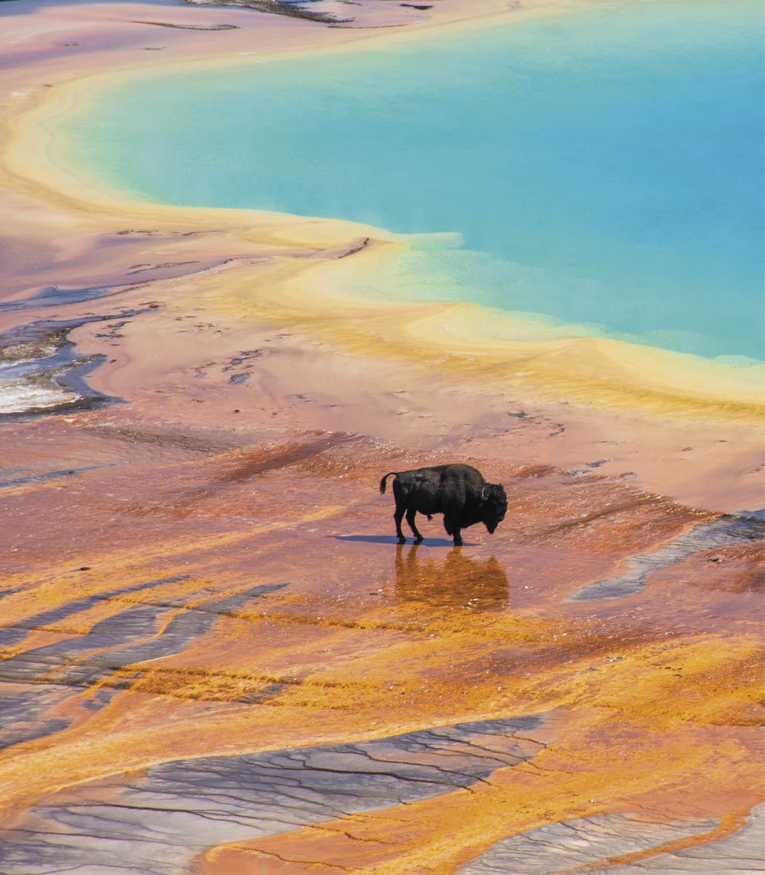 Bison crossing the Grand Prismatic Spring, Yellowstone National Park, USA