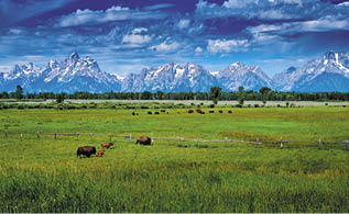 Bison grazing at Grand Teton National Park 