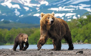 The Kamchatka brown bear, Ursus arctos beringianus catches salmons at Kuril Lake in Kamchatka, mother with cubs