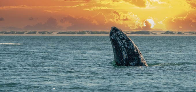 grey whale while spy hopping outside the blue sea at sunset
