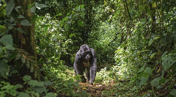 Dominant male mountain gorilla in rainforest. Uganda. Bwindi Impenetrable Forest National Park. An excellent illustration.