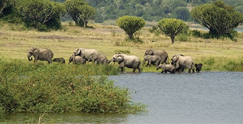 A family group of African Elephants have been down to the water to drink at mid-day and are now leaving to find more food.Photographed in the Queen Elizabeth National Park in Uganda.