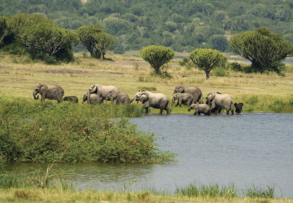 A family group of African Elephants have been down to the water to drink at mid-day and are now leaving to find more food.Photographed in the Queen Elizabeth National Park in Uganda.