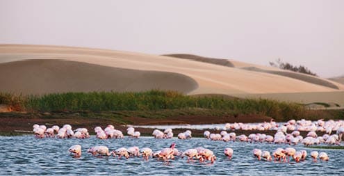 Photo of a flamingo colony in Walvis Bay in Nam bia.