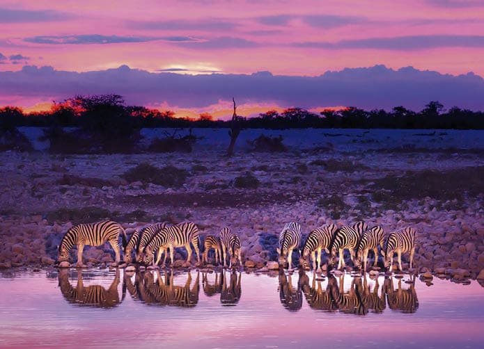 Zebras drinking at waterhole during sunset and sunrise. Etosha national park safari game drive in Namibia. Safari animals, game drive in Africa. Travel journey in South Africa, Botswana and Namibia.