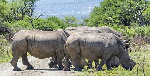 A group of White Rhinos in Southern African savanna