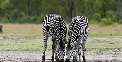 Two plains zebra (Equus quagga) in Hwange National Park, Zimbabwe.