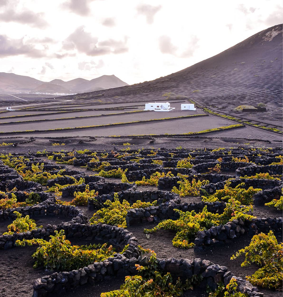 Vineyards in La Geria Lanzarote canary islands Spain