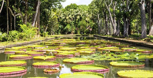 Amazon Giant Lily in Pond at Pamplemousse Gardens, Mauritius Island, Africa