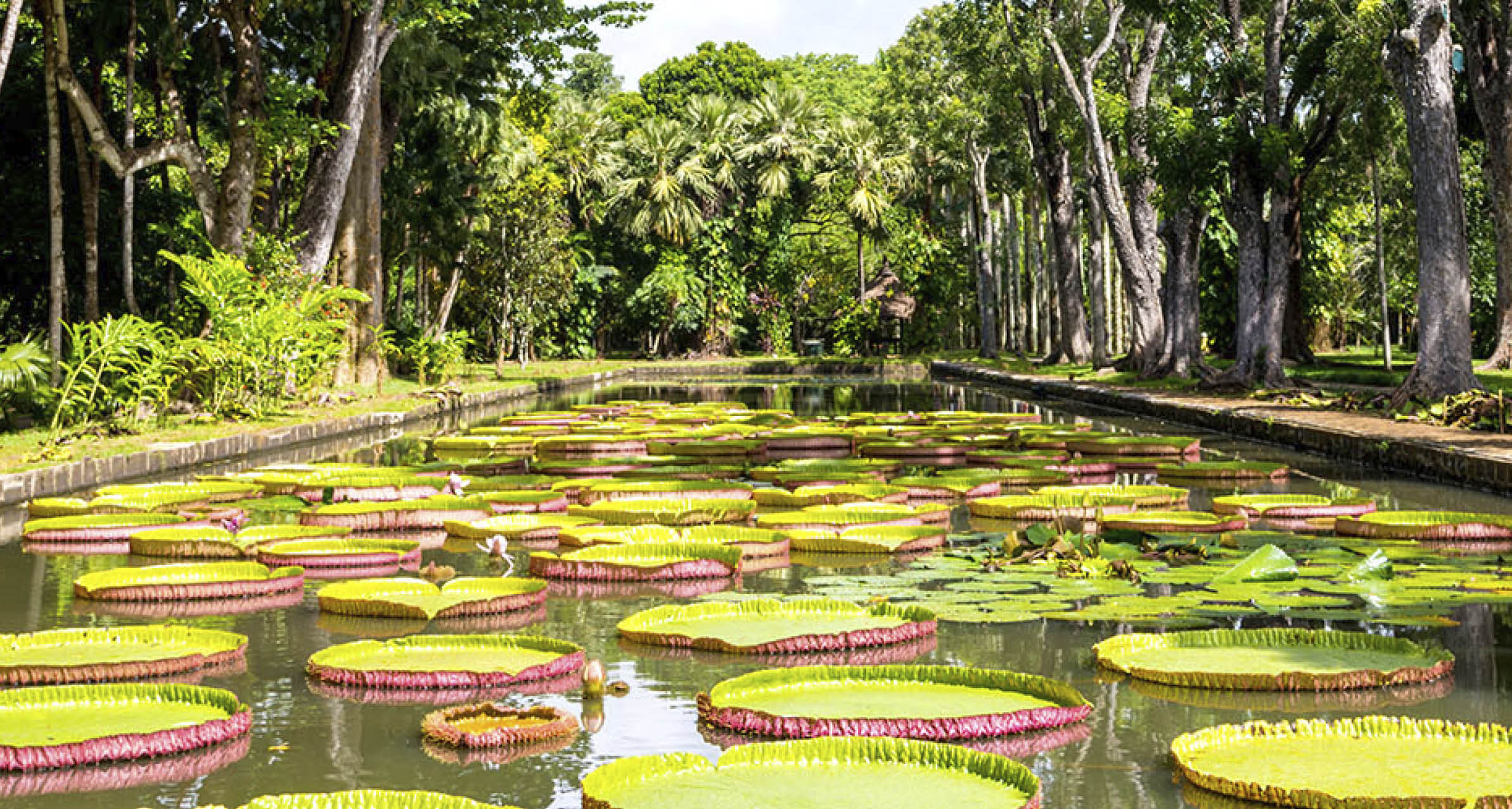 Amazon Giant Lily in Pond at Pamplemousse Gardens, Mauritius Island, Africa