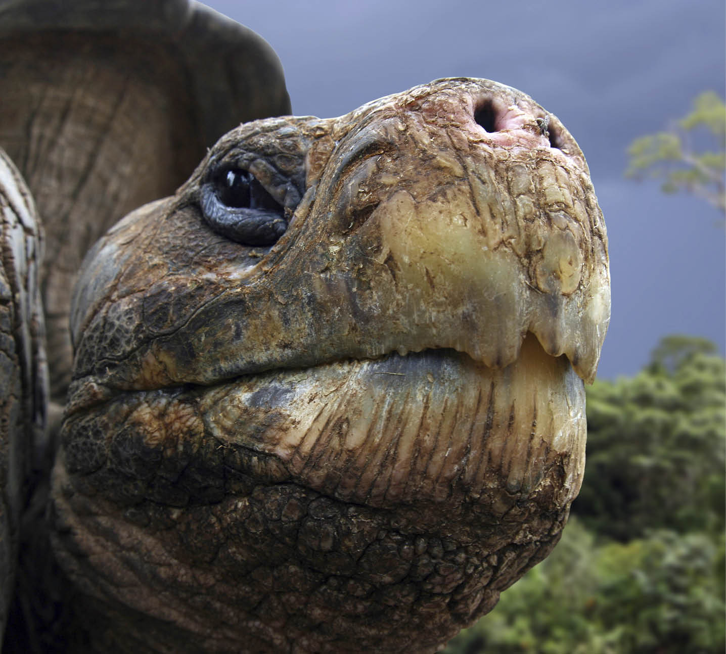 Galapagos (giant) tortoise (Geochelone nigra) looking curiously