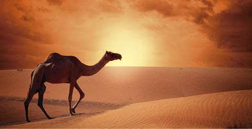 Camel crossing the desert in sunrise time beautiful concept of traveling.