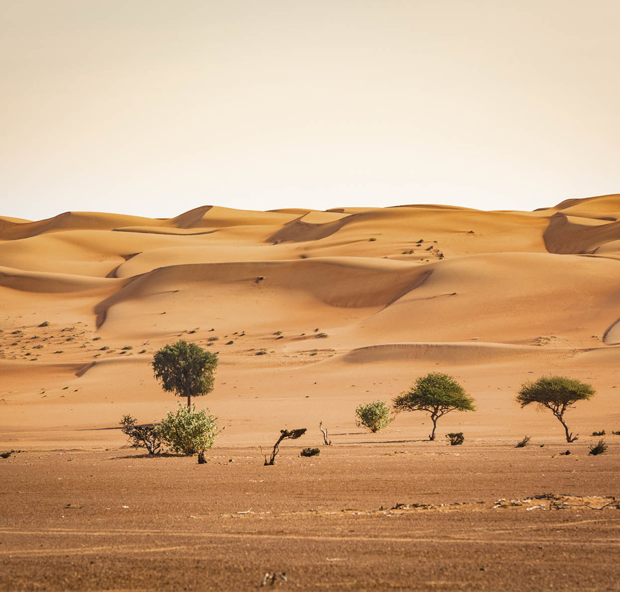 view trees growing at the beginning of the wahiba sand desert in the sultanate of oman.