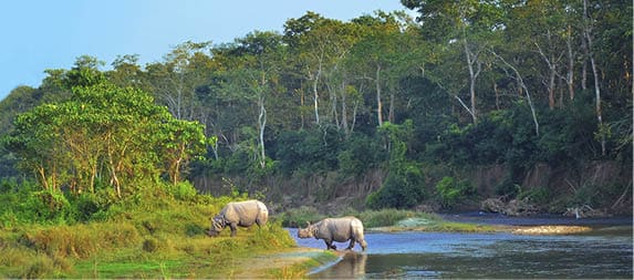 Wild landscape with asian rhinoceroses in Chitwan , Nepal
