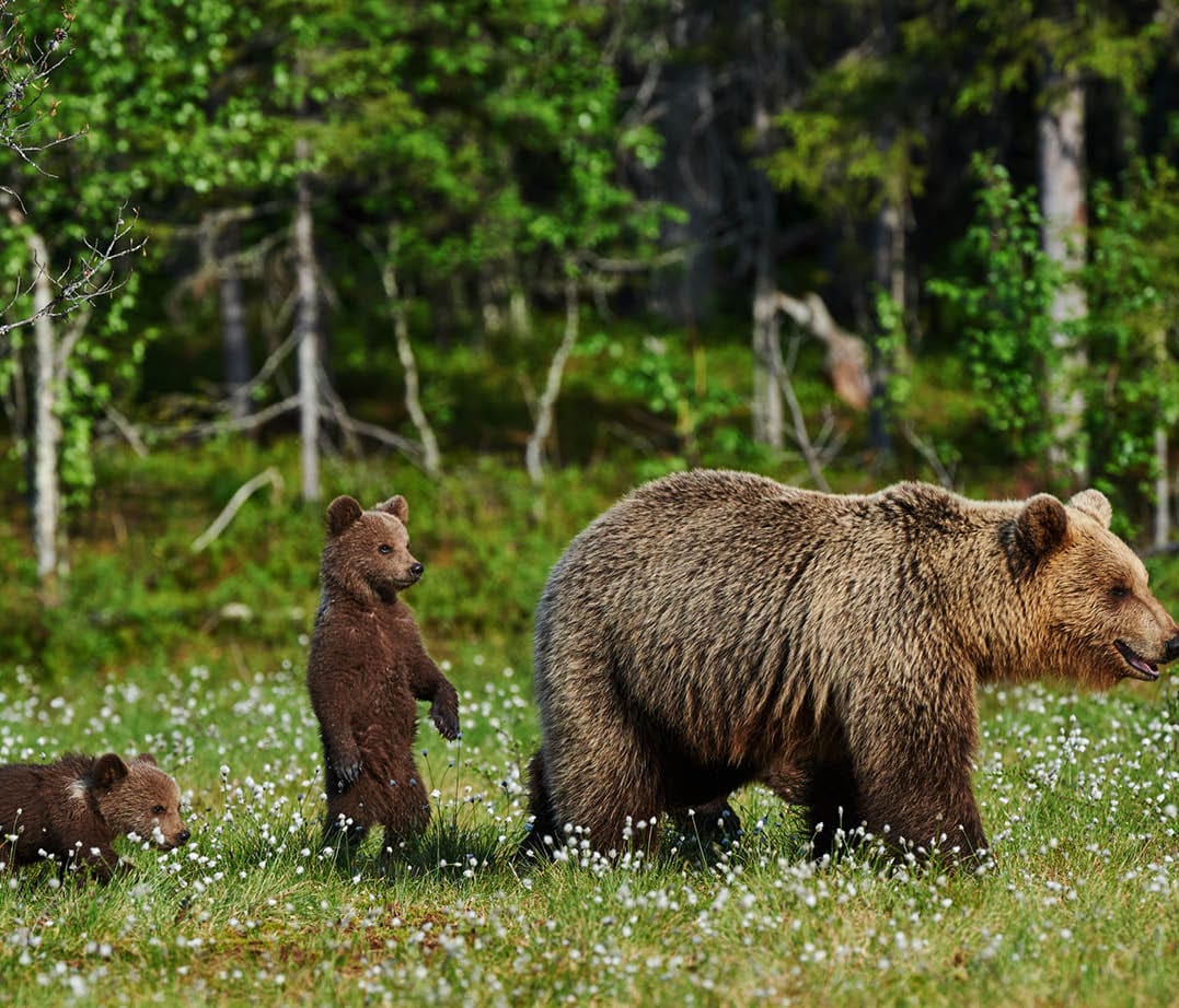Mother bear and her two cubs in a Finnish forest
