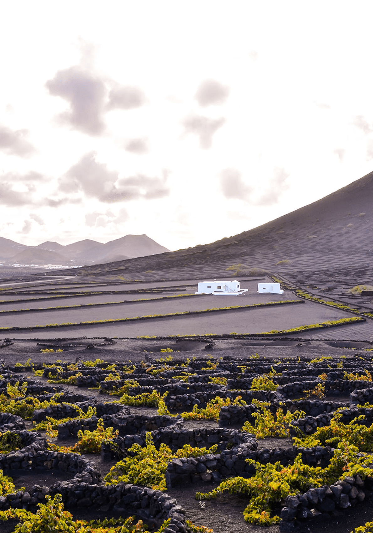 Vineyards in La Geria Lanzarote canary islands Spain