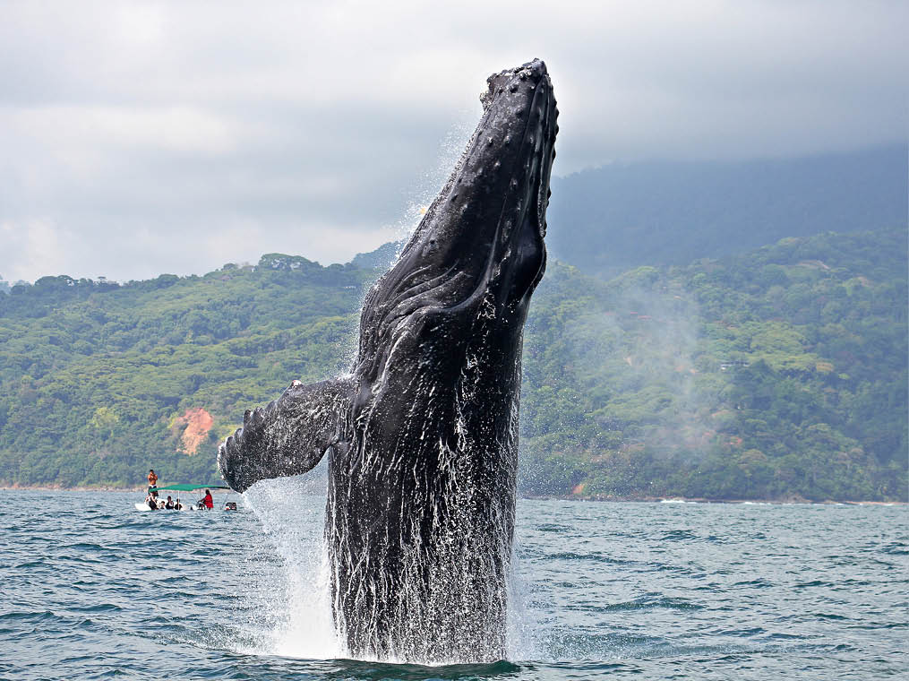 Humpback whale breaching in  Marino Ballena National Park , Costa Rica