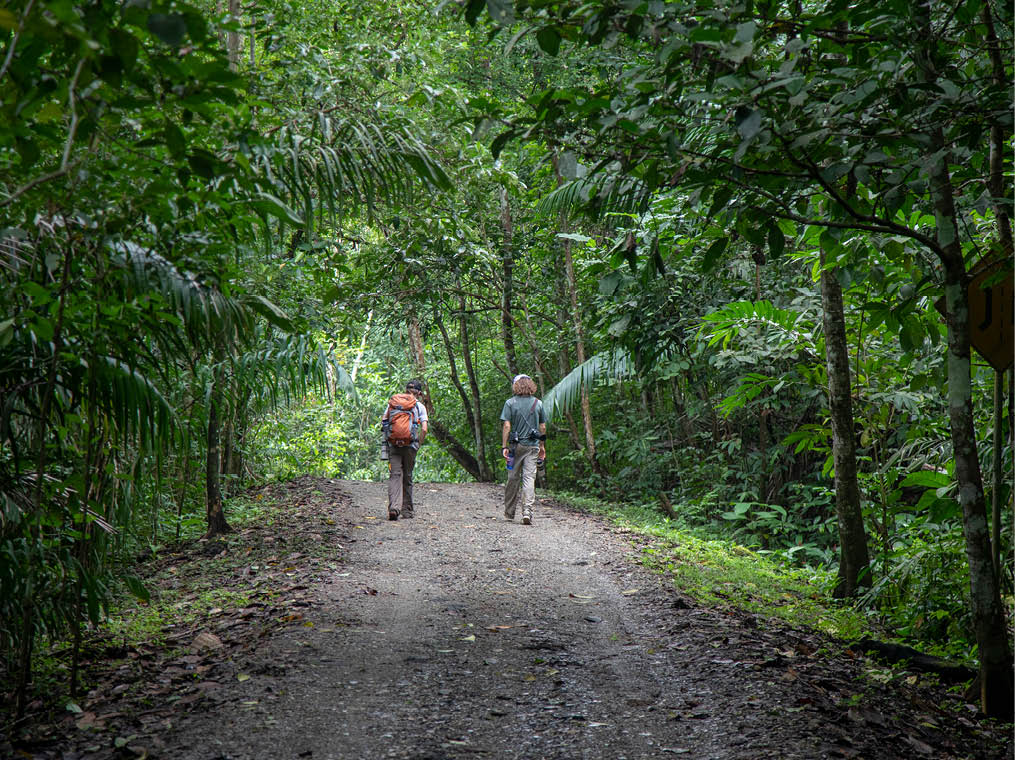 Tourists hiking in Gamboa rainforest, Panama
