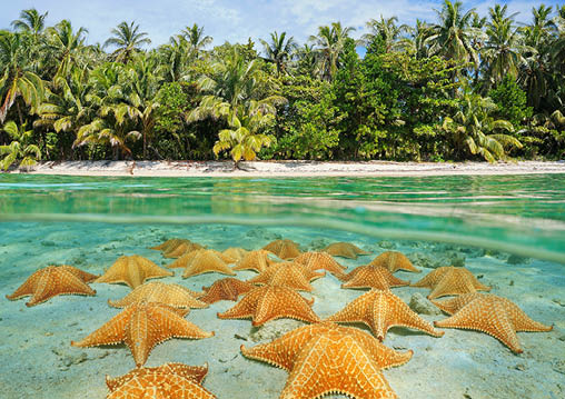 Split image over and under sea surface near the shore of a tropical beach above waterline and a group of starfish underwater on sandy seabed, Caribbean, Panama