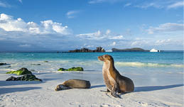 Galapagos sea lions (Zalophus wollebaeki) are sunbathing in the last sunlight at the beach of Espanola island, Galapagos Islands in the Pacific Ocean  This species of sea lion is endemic at the Galapagos islands; In the background one of the typical tourist yachts is visible  Wildlife shot 