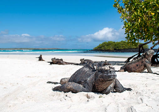 Marine Iguana taking a nap on an Island beach in the Galapagos, Ecuador  