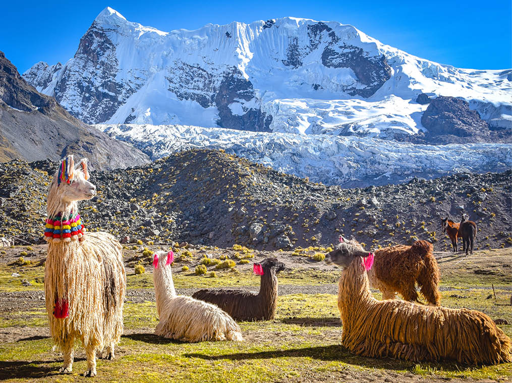 Llama pack in Cordillera Vilcanota, Ausungate, Cusco, Peru