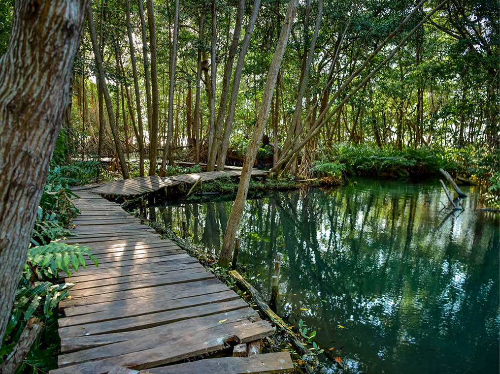 Mangrove forest by the Ria Celestun lake