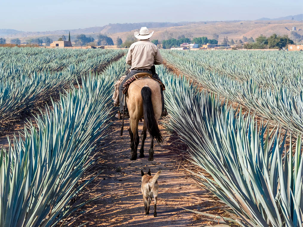 Farmer on his horse walking in his agave seed  Agave landscape, Tequila, Jalisco, Mexico 