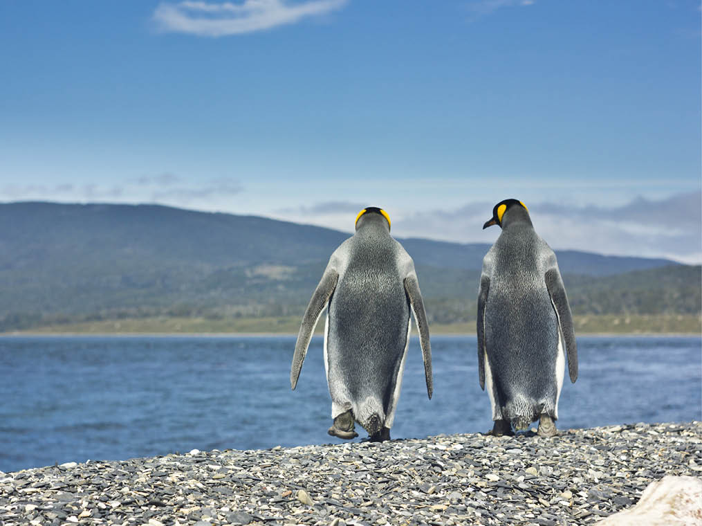 two king pinguins going through sea coast and looking to each other and speaking