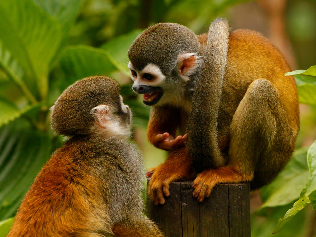 two Common squirrel monkey (Saimiri sciureus) 