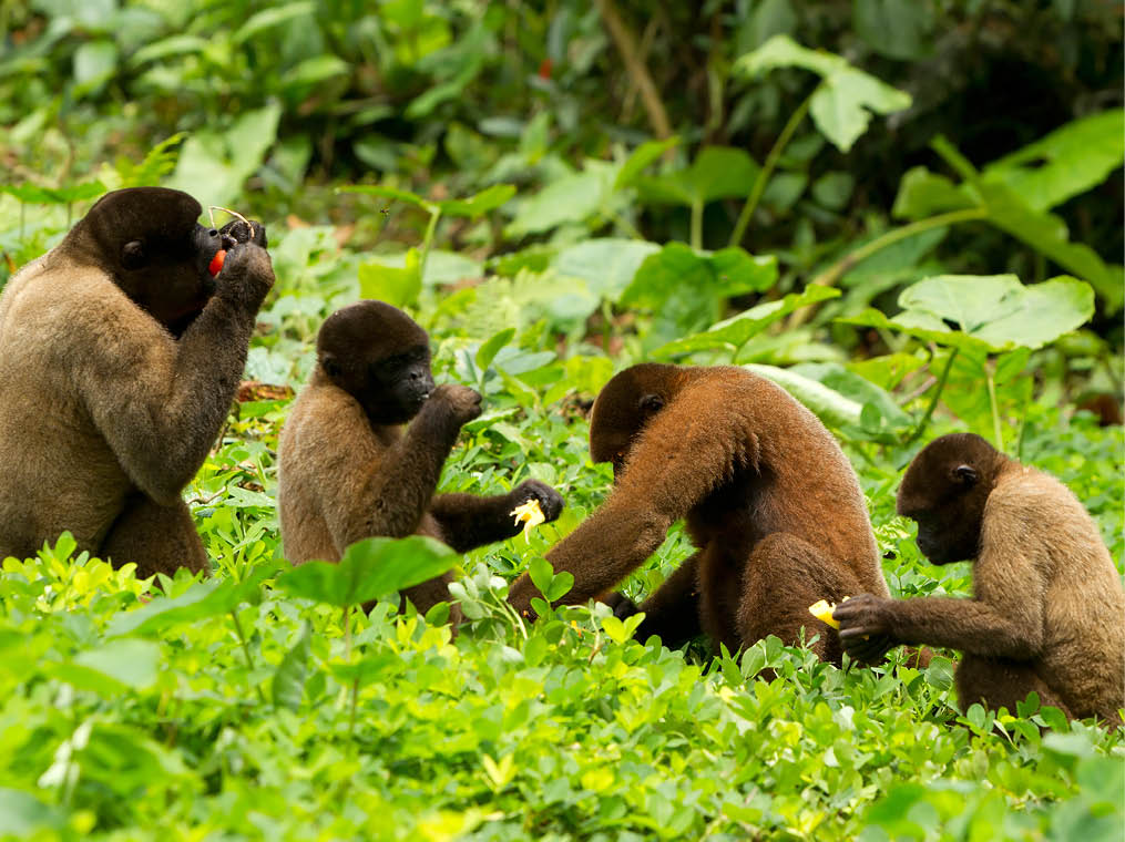 ecuador amazon monkey rainforest jungle animals family group chorongo forest relation of chorongo ape in ecuadorian timber wild animal shoot ecuador amazon monkey rainforest jungle animals family grou