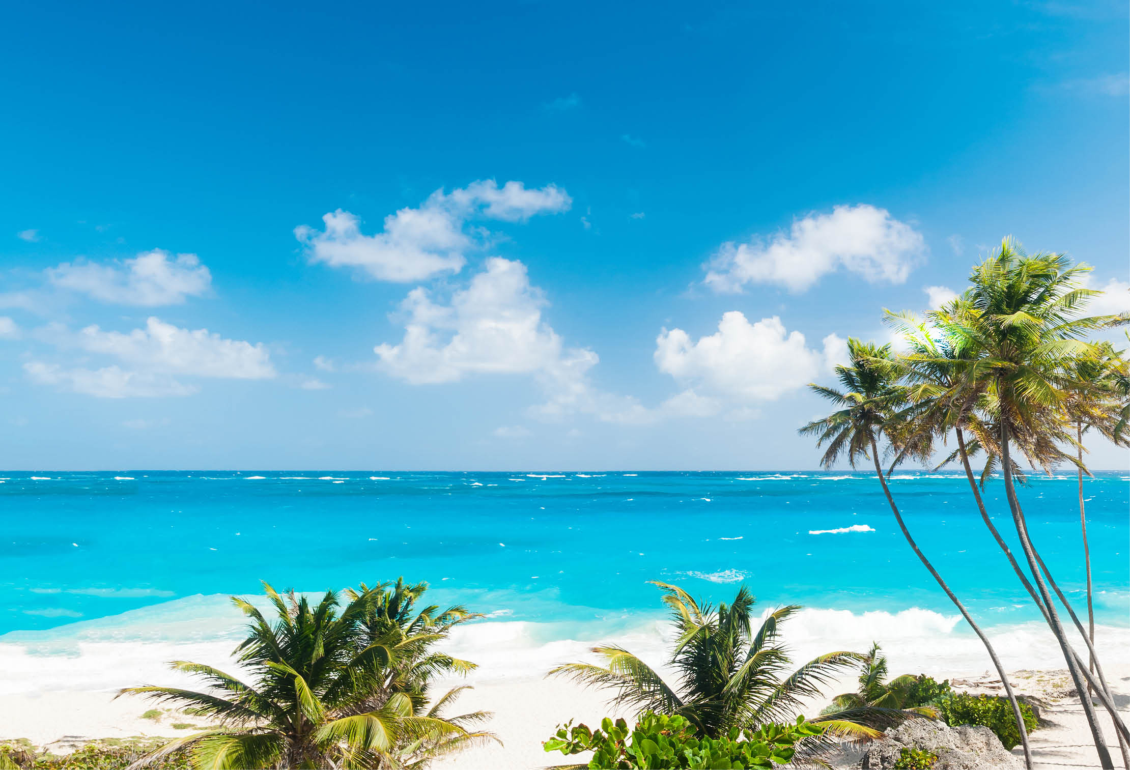 Bottom Bay is one of the most beautiful beaches on the Caribbean island of Barbados  It is a tropical paradise with palms hanging over turquoise sea  Wide panoramic photo