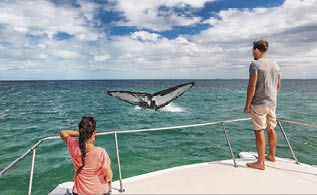 Whale watching boat tour tourists people on ship looking at humpback tail breaching ocean in tropical destination, summer travel vacation  Couple on deck of catamaran 